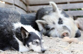 Friendship Between This Pig And This Dog Would Definitely Make Your Day A Whole Lot Brighter