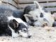 Friendship Between This Pig And This Dog Would Definitely Make Your Day A Whole Lot Brighter