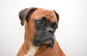 Neglected And Abused Boxer Saves A Mama Cat And Her Four Kittens
