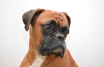 Neglected And Abused Boxer Saves A Mama Cat And Her Four Kittens