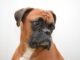 Neglected And Abused Boxer Saves A Mama Cat And Her Four Kittens