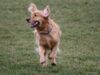 Dogs Go Crazy After Being Taken To An Offleash Dog Park