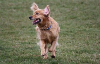 Dogs Go Crazy After Being Taken To An Offleash Dog Park