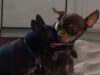 Chihuahua Rescued From The Sewers Finds Its Forever Family And Spends A Long, Happy Life With Them