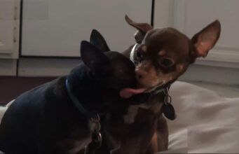 Chihuahua Rescued From The Sewers Finds Its Forever Family And Spends A Long, Happy Life With Them