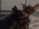 Chihuahua Rescued From The Sewers Finds Its Forever Family And Spends A Long, Happy Life With Them