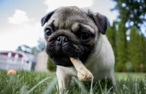 Dog Was Caught Shoplifting A Gift For Christmas In A Department Store dog steals a bone on Christmas