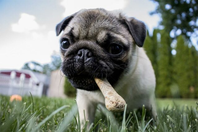 dog steals a bone on Christmas