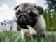Dog Was Caught Shoplifting A Gift For Christmas In A Department Store dog steals a bone on Christmas