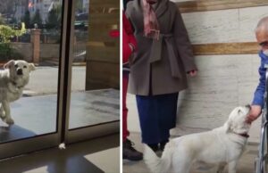 Loyal Dog Patiently Waits Outside The Hospital For Six Days For Its Owner Dog waits outside hospital for her owner