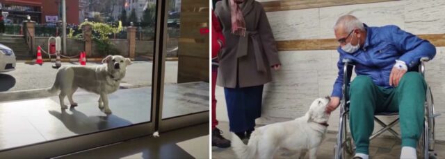 Dog waits outside hospital for her owner