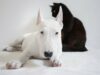 This Dog’s Owner Never Expected To Own Such A Good Girl That’s Full Of Surprises