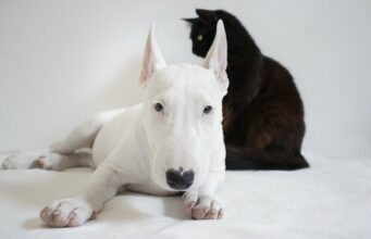 This Dog’s Owner Never Expected To Own Such A Good Girl That’s Full Of Surprises