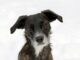 Pup With A Deformed Face Gets A Forever Home And Wants To Become A Therapy Dog In The Future