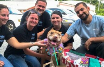He Didn’t Like Humans In The Past, But This Rescue Dog Now Does Whatever It Takes To Get Everyone’s Attention