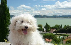 Doggo Did Not End Up Winning The Prize At A Competition, But He Did Win The Hearts Of The Spectators dog wins the crowd at a competition