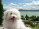 Doggo Did Not End Up Winning The Prize At A Competition, But He Did Win The Hearts Of The Spectators dog wins the crowd at a competition
