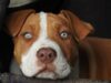 This Dog Faced A Lot Of Challenges With His Health But Still Managed To Live A Good Life