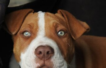 This Dog Faced A Lot Of Challenges With His Health But Still Managed To Live A Good Life