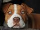 This Dog Faced A Lot Of Challenges With His Health But Still Managed To Live A Good Life