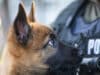 Fearless Pup Is Undergoing The Necessary Training To Become An Official Police K9