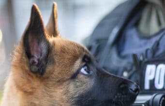 Fearless Pup Is Undergoing The Necessary Training To Become An Official Police K9