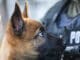 Fearless Pup Is Undergoing The Necessary Training To Become An Official Police K9
