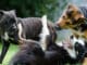Dogs Who Were Rescued From The Hillsborough Home Of An R&B Singer Are Finally Up For Adoption Dogs rescued from R&B singer are up for adoption
