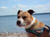 A Woman Finds A Forever Home For A Pit Bull Mix That Has Been Living At A Shelter For Two Years