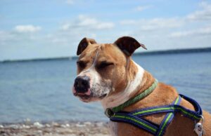 A Woman Finds A Forever Home For A Pit Bull Mix That Has Been Living At A Shelter For Two Years