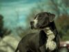 University Student Helps Black Dogs And Cats Get Adopted By Taking Lovely Photos Of Them And Posting Them On The Local Shelter’s Facebook Page
