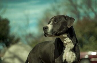 University Student Helps Black Dogs And Cats Get Adopted By Taking Lovely Photos Of Them And Posting Them On The Local Shelter’s Facebook Page
