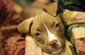 Pregnant Dog Living On The Streets Gives Birth To Healthy Pups After Its Rescue