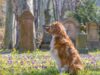 Dog Was Able To Find Grandma’s Grave In The Cemetery And This Is Evidence That Dogs Have Heightened Senses And Amazing Intelligence