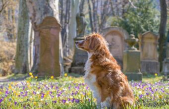 Dog Was Able To Find Grandma’s Grave In The Cemetery And This Is Evidence That Dogs Have Heightened Senses And Amazing Intelligence