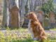 Dog Was Able To Find Grandma’s Grave In The Cemetery And This Is Evidence That Dogs Have Heightened Senses And Amazing Intelligence