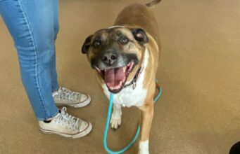Dog Living In A Shelter In Nebraska For 5 Years Finally Gets A Forever Home