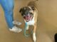 Dog Living In A Shelter In Nebraska For 5 Years Finally Gets A Forever Home