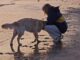 For The First Time, A Blind Woman Is Able To See Her Guide Dog