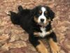 A Sweet Bernese Mountain Dog Pup Starts Training Toward Becoming A Funeral Home’s Grief Therapy Dog