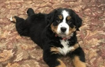 A Sweet Bernese Mountain Dog Pup Starts Training Toward Becoming A Funeral Home’s Grief Therapy Dog