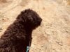 A Big Hairy Dog In Maine Was Honestly Mistaken To Be A Bear