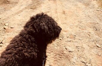 A Big Hairy Dog In Maine Was Honestly Mistaken To Be A Bear