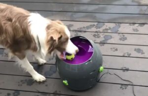 A Border Collie Obsessed With Balls Becomes Viral Twice Because Of This Obsession