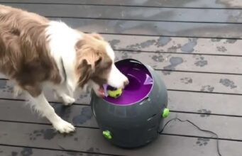 A Border Collie Obsessed With Balls Becomes Viral Twice Because Of This Obsession