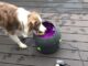 A Border Collie Obsessed With Balls Becomes Viral Twice Because Of This Obsession