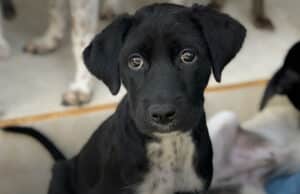 Couple On Vacation In Bali Saves The Life Of An Orphaned Dog And Completely Changes His Life Dog rescued from Bali on a couple's vacation