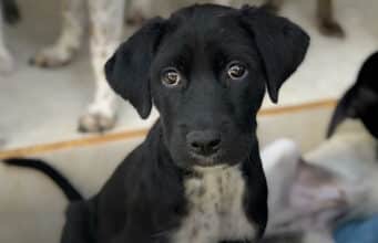 Couple On Vacation In Bali Saves The Life Of An Orphaned Dog And Completely Changes His Life Dog rescued from Bali on a couple's vacation