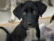 Couple On Vacation In Bali Saves The Life Of An Orphaned Dog And Completely Changes His Life Dog rescued from Bali on a couple's vacation