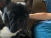French Bulldog That Got Lost Was Miraculously Found In Mexico, Which Is About 600 Miles Away From His Home french bulldog returned to owner from mexico